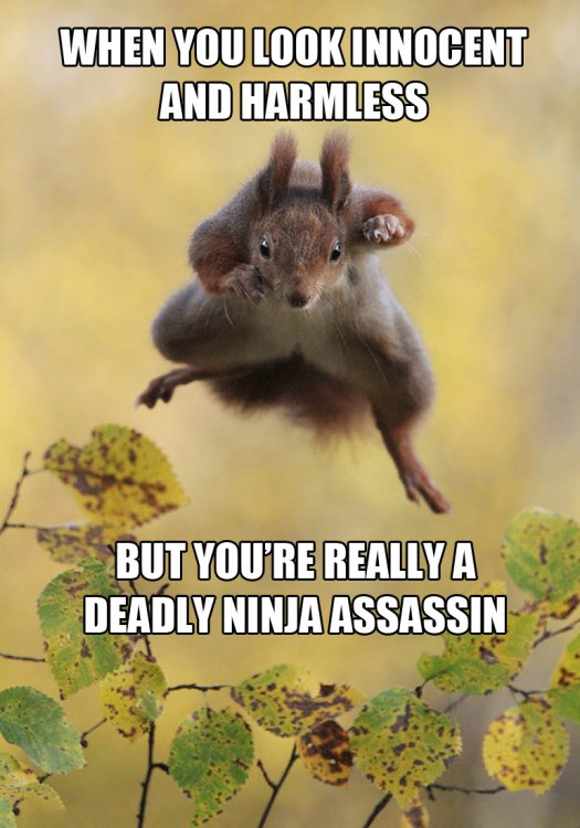 59a795faca1da_SquirrelSzeth.thumb.jpg.6184030e252650642af009838e846abf.jpg