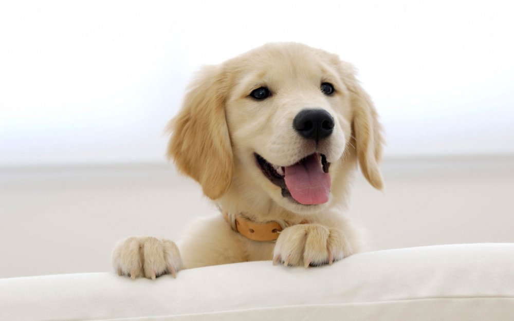 Cute-Dog-Golden-Retriever-Pictures.thumb.jpg.4c99ba87f774eb2ec9f414fdc17ed082.jpg