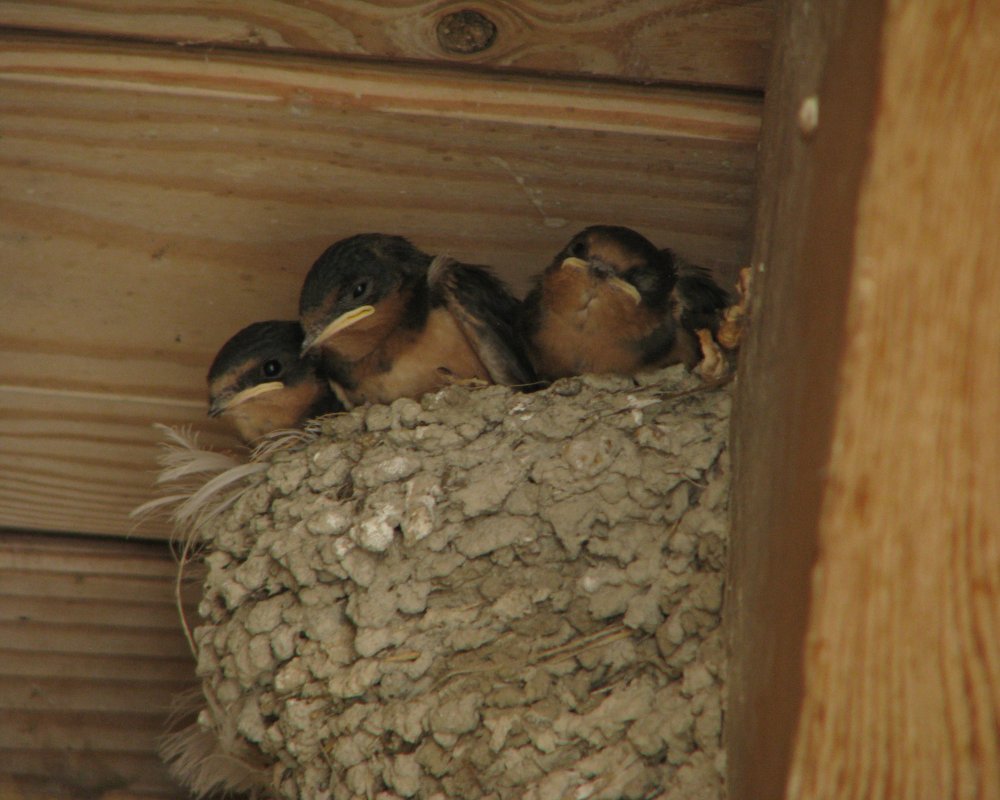 IMG_1828_Barn_Swallow_Fledges_Crop.thumb.jpg.f7d70033703caf82120a768ecebd0239.jpg