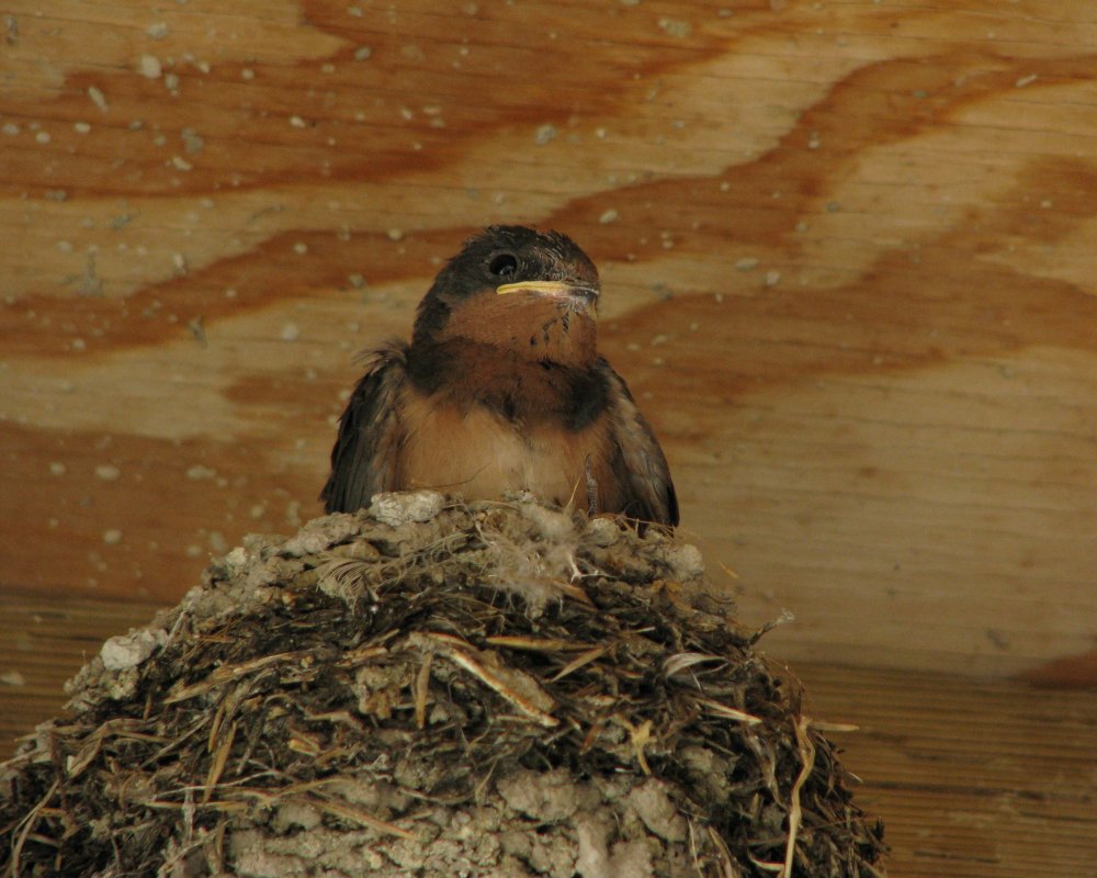 IMG_1833_Barn_Swallow_Crop.thumb.jpg.b8c9686ec05acac7f40bdd2f20ab44e2.jpg