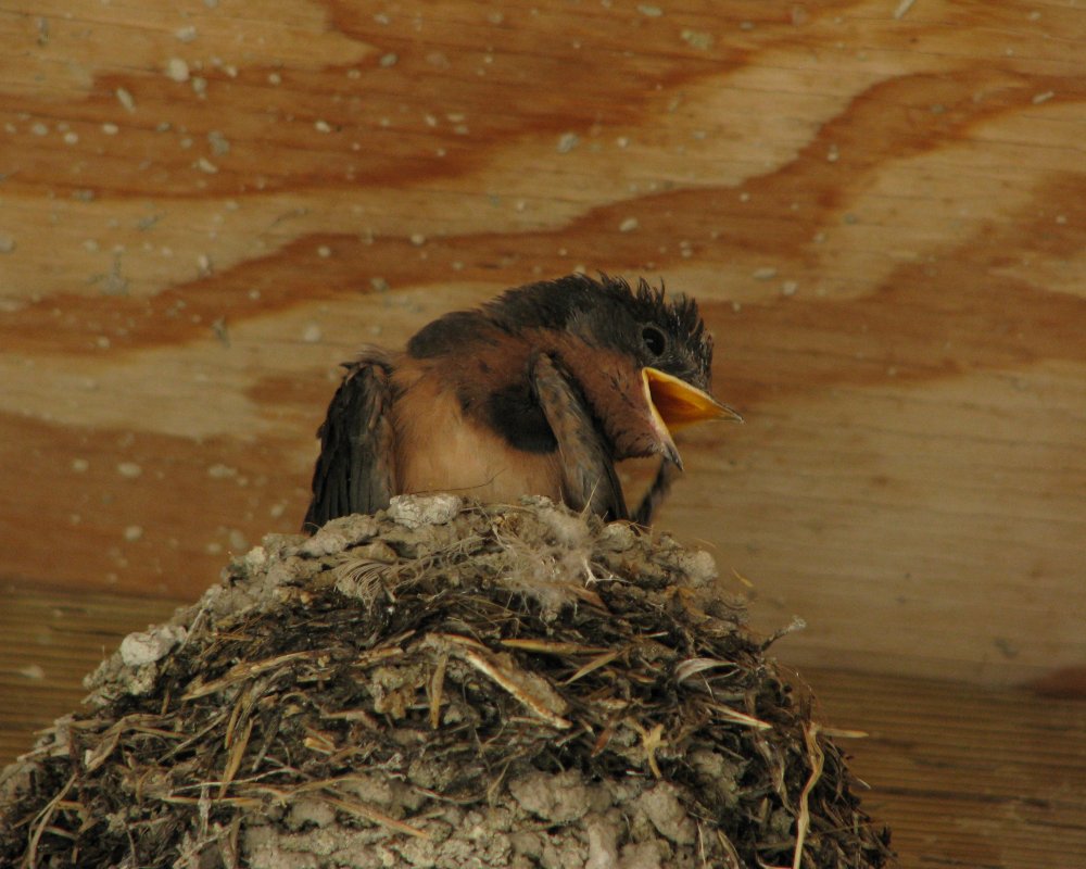 IMG_1835_Barn_Swallow_Crop.thumb.jpg.c1b1953701ab903966f20443754efd59.jpg
