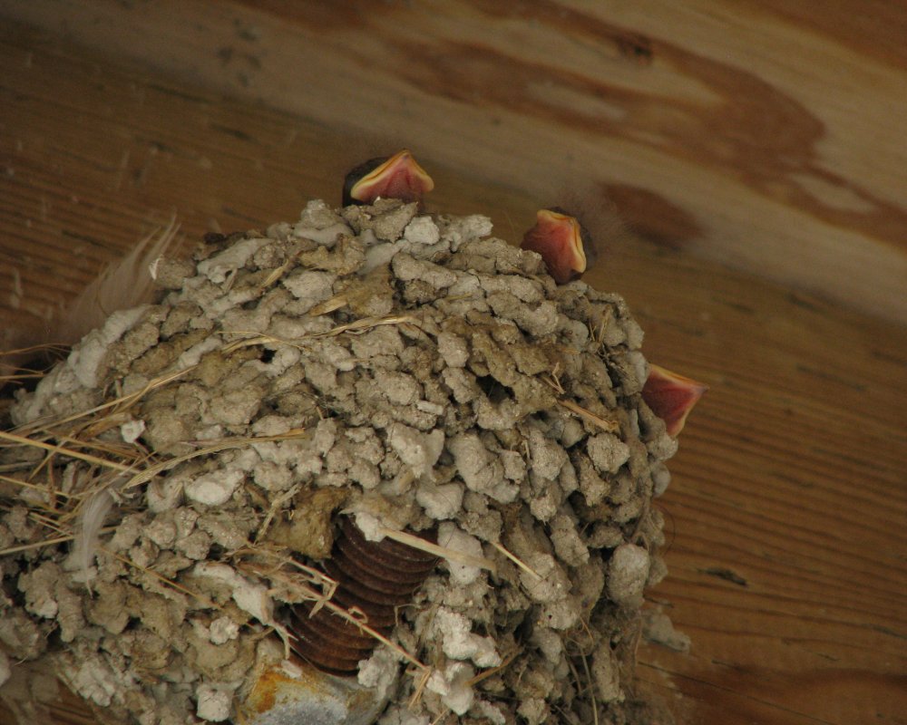 IMG_1837_Barn_Swallow_Crop.thumb.jpg.21b63b3875b13208a617d5d002ca7fe4.jpg