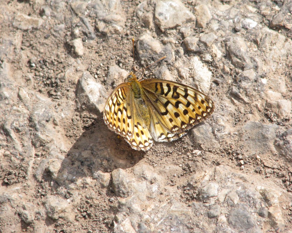 IMG_2392_Northwestern_Fritillary_Crop.thumb.jpg.2cc1d25331c80430516c45e59fd16dc8.jpg