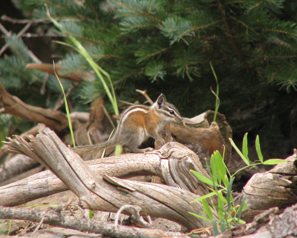 IMG_2434_Chipmunk_Crop.thumb.jpg.fd7b8031f8a96d08bca1106357d17a1b.jpg