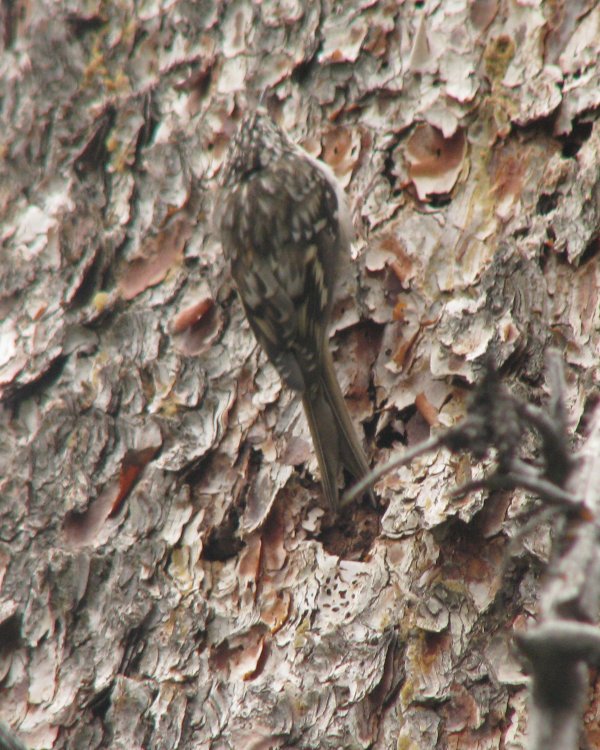 IMG_2439_Creeper_Crop.thumb.jpg.20cb3240b377f84aa8b1b824546f82ea.jpg