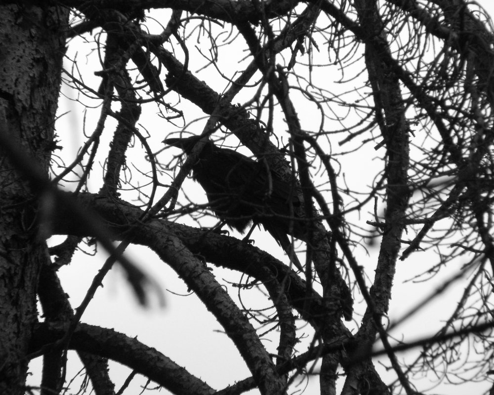IMG_2456_Raven_BW_Crop.thumb.jpg.cf8d67fd06c54f40676386bb16220940.jpg