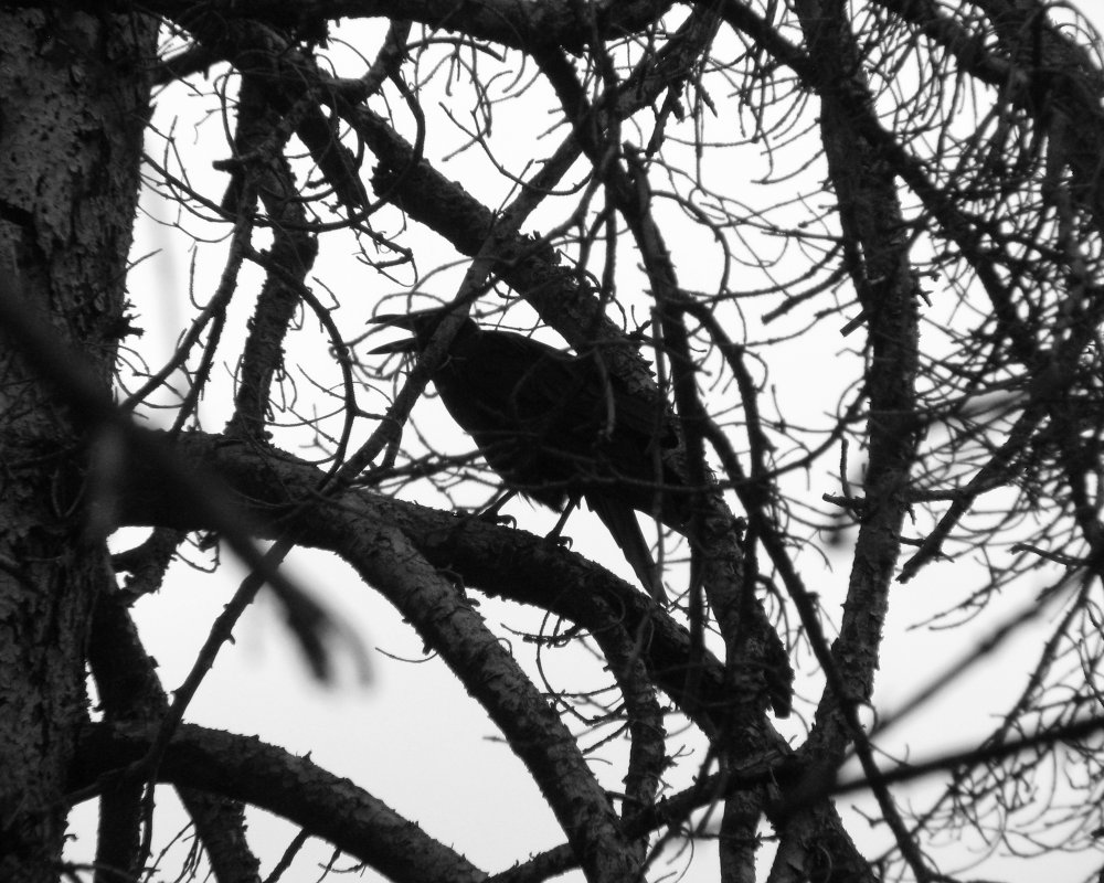 IMG_2457_Raven_BW_Crop.thumb.jpg.3401cf0df699b5bca400a2ab5e7f1509.jpg