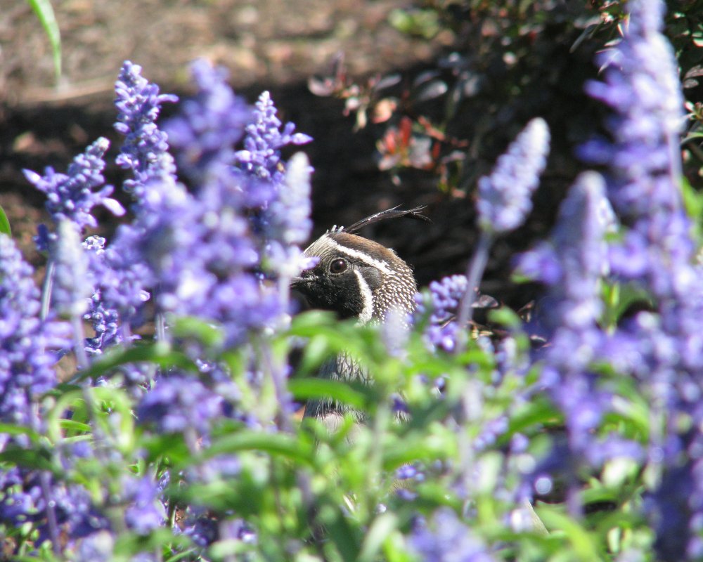 IMG_2460_CA_Quail_Crop.thumb.jpg.1b07e73e0546dcb990832cf34aa1ac3a.jpg