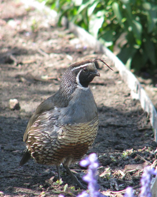 IMG_2473_CA_Quail_Crop.thumb.jpg.39dc70889bc0d6ae61f8f8f539d6ae68.jpg