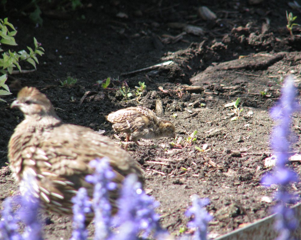 IMG_2479_CA_Quail_Crop.thumb.jpg.346de81e86d4f7c5c9d6eeed97387cf0.jpg