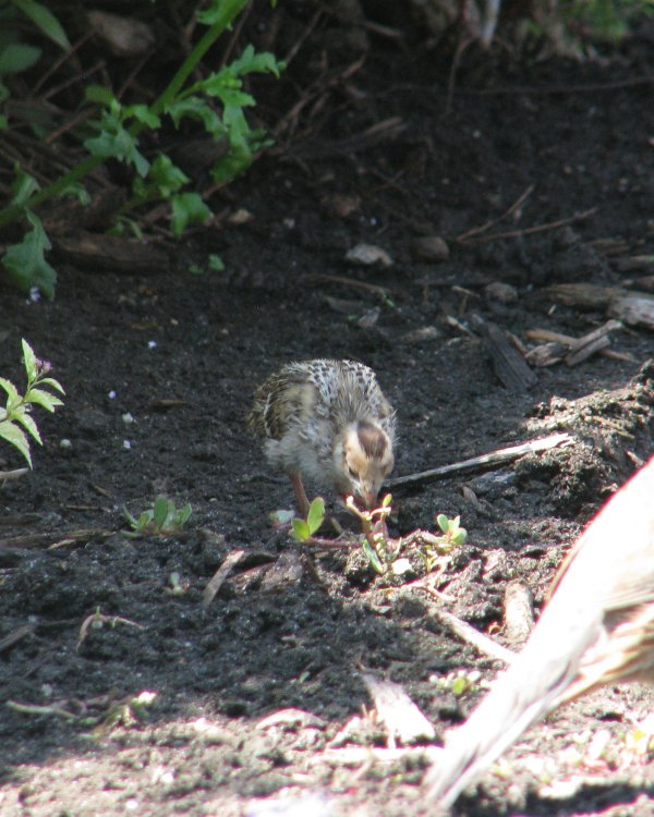 IMG_2482_CA_Quail_Crop.thumb.jpg.753ceb74231593a73ac98ad74fc964f5.jpg