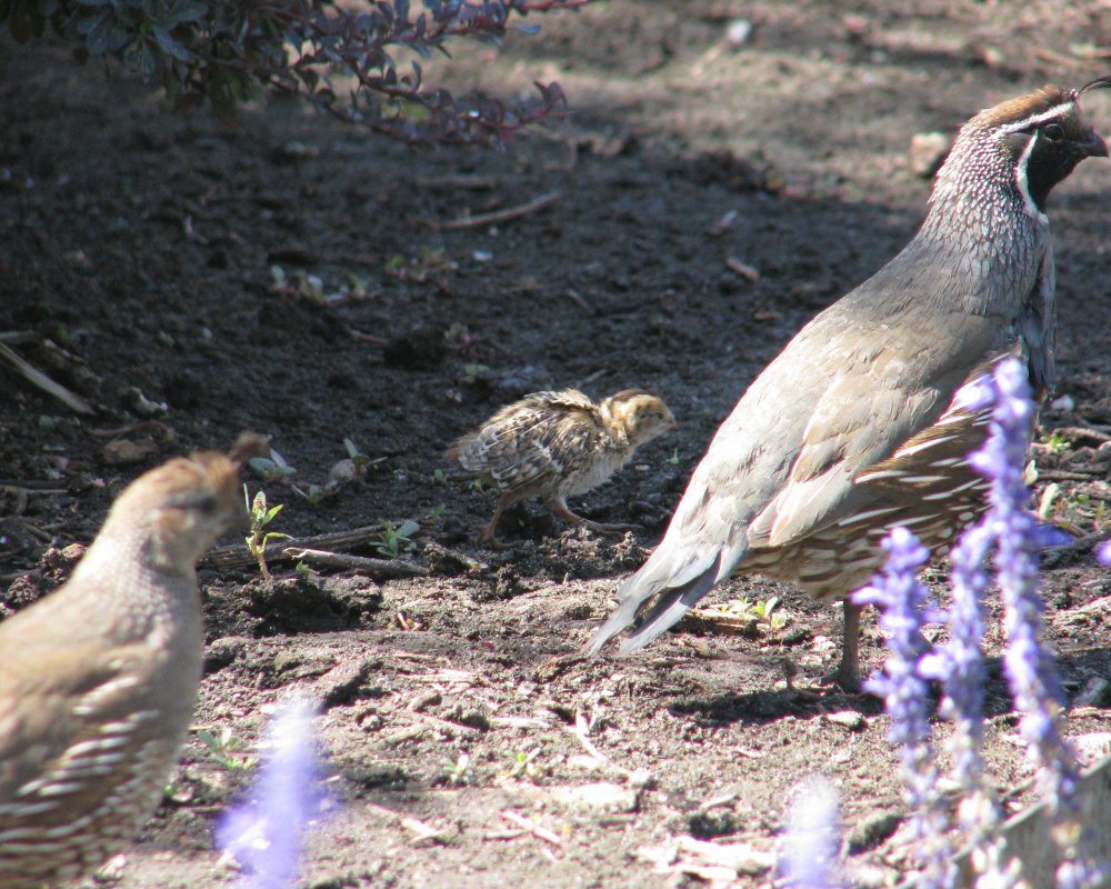 IMG_2483_CA_Quail_Crop.thumb.jpg.7c2f3a91b2cddbb8658fe9550de41ee6.jpg