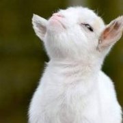 Goatbringer