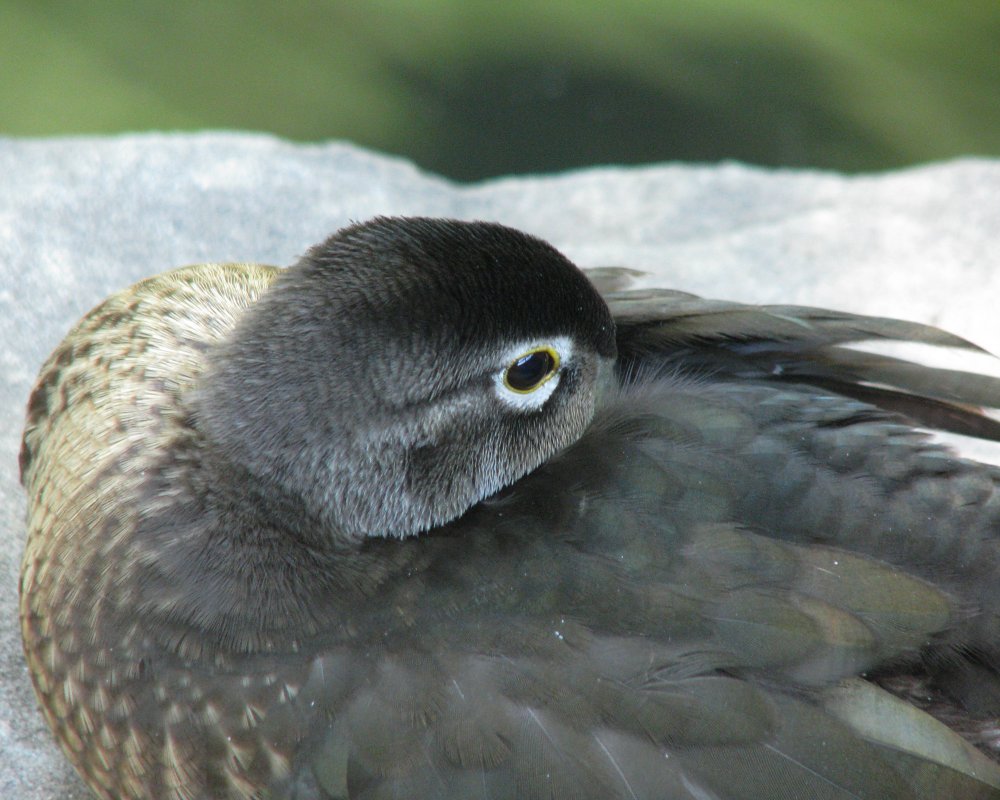59b373cc0f30b_IMG_2655_Wood_Duck_Darken_Crop.thumb.jpg.faff8e15586f17b23830e2338b37a077.jpg
