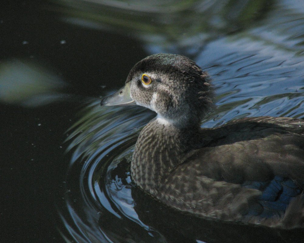 59b373f4a2eb4_IMG_2677_Wood_Duck_Lighten_Crop.thumb.jpg.1d3f35671b7af2d80ac28807780e64a4.jpg