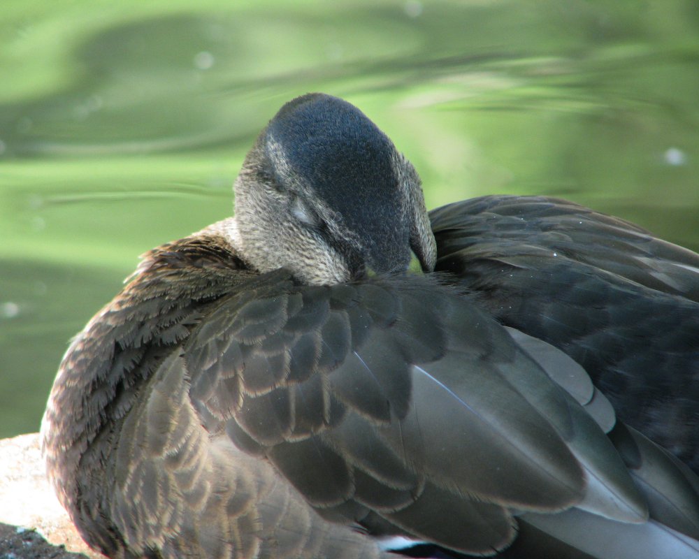 59b37623192aa_IMG_2561_Mallard_Darken_Crop.thumb.jpg.ec9580bd825fb8b98bc7870f6555b5b0.jpg