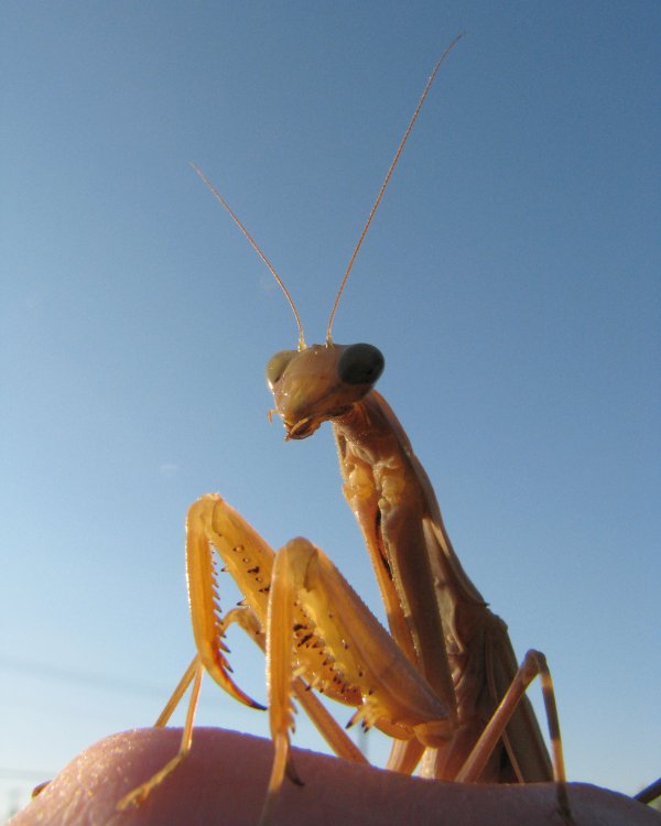 59cb4dfa2128f_IMG_3776_EU_Mantis_Lighten_Crop.thumb.jpg.31be09fbd737f4bd07a5c0a57f92f3f8.jpg