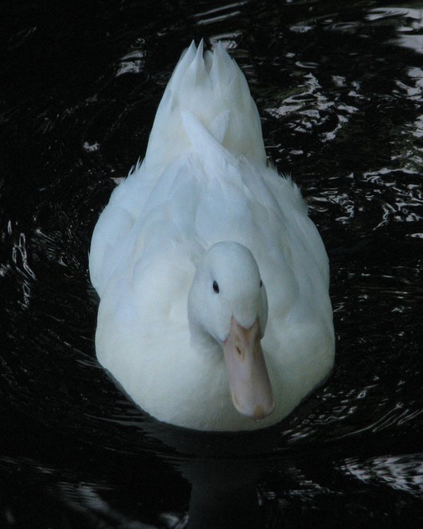 IMG_2571_Domestic_Crop.thumb.jpg.0d03f4c1e4530793c74bf002611a0b86.jpg