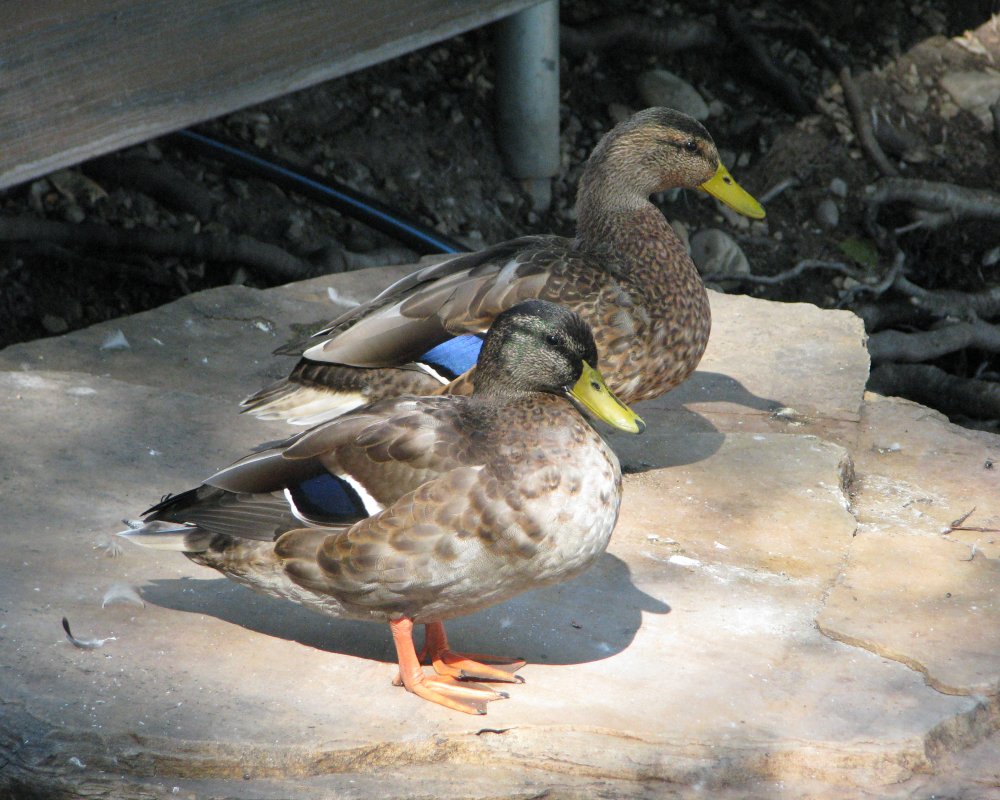 IMG_2577_Mallards_Crop.thumb.jpg.e88ba18782302762536a703af69d3ab9.jpg