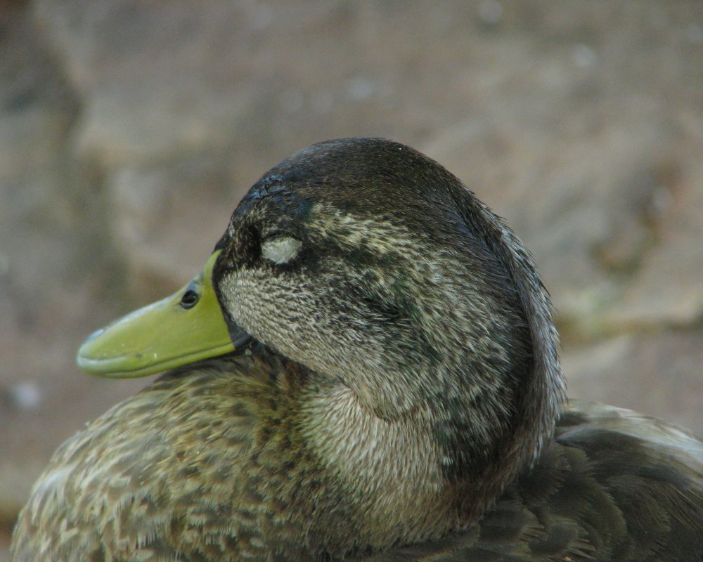 IMG_2596_Mallard_Crop.thumb.jpg.81a842936a1c727ee042bc55feda6d22.jpg