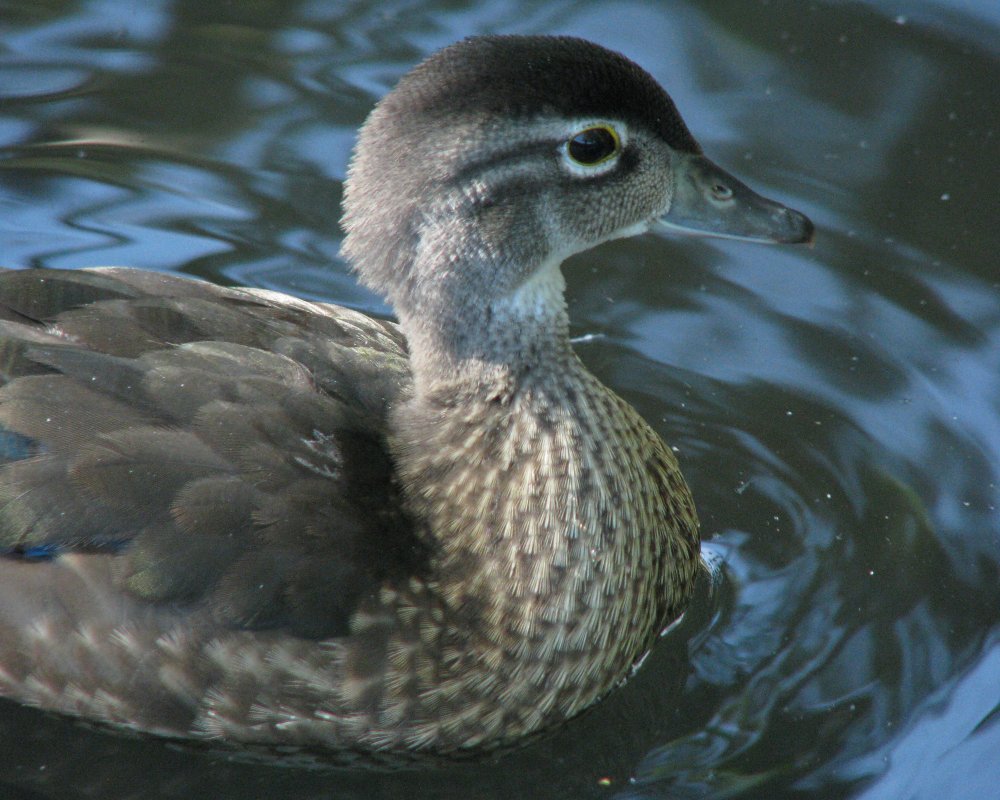 IMG_2664_Wood_Duck_Crop.thumb.jpg.2a6a429583a239f24023e51ff40b4e4e.jpg