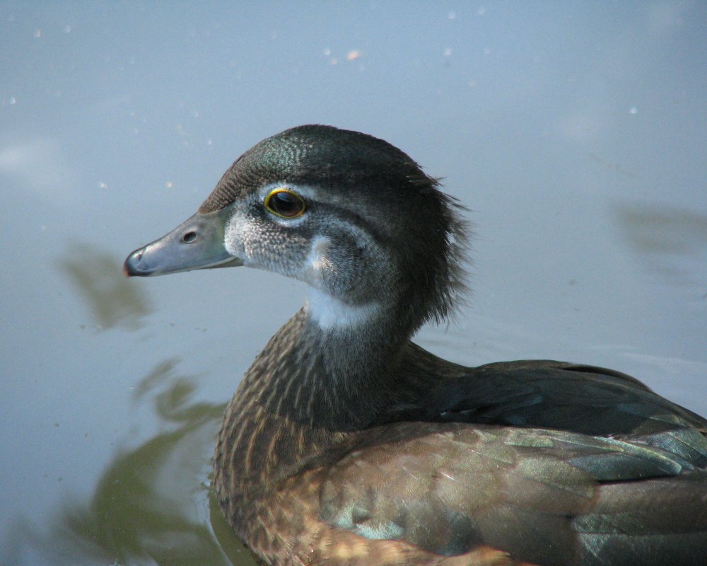 IMG_2665_Wood_Duck_Crop.thumb.jpg.6110d5d6bdb7bb38b70621c8b8c39368.jpg
