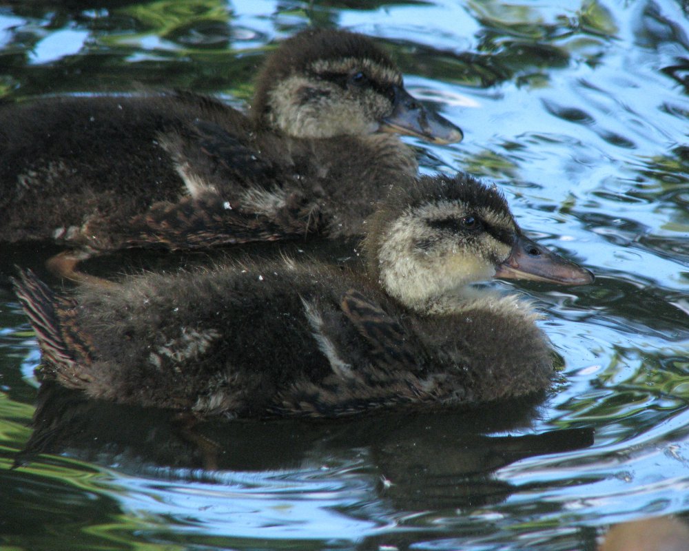 IMG_2689_Mallards_Crop.thumb.jpg.abfe6ba64a6201c426c7b897907282de.jpg