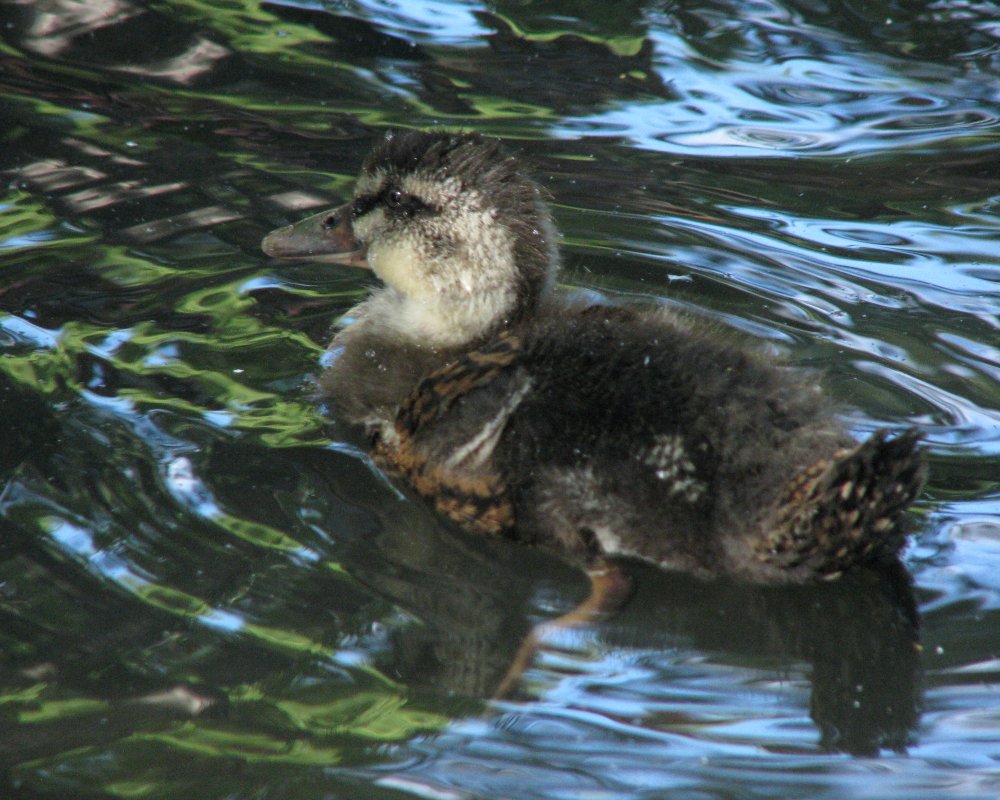 IMG_2692_Mallard_Crop.thumb.jpg.e0f14a28aa71dd5745d6a4b5c2efe290.jpg