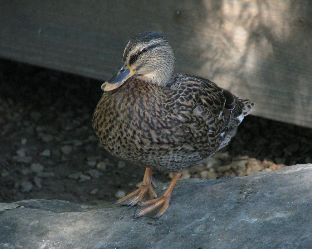 IMG_2700_Mallard_Crop.thumb.jpg.cfad0762c6e29c6c41756d841e3cddaf.jpg