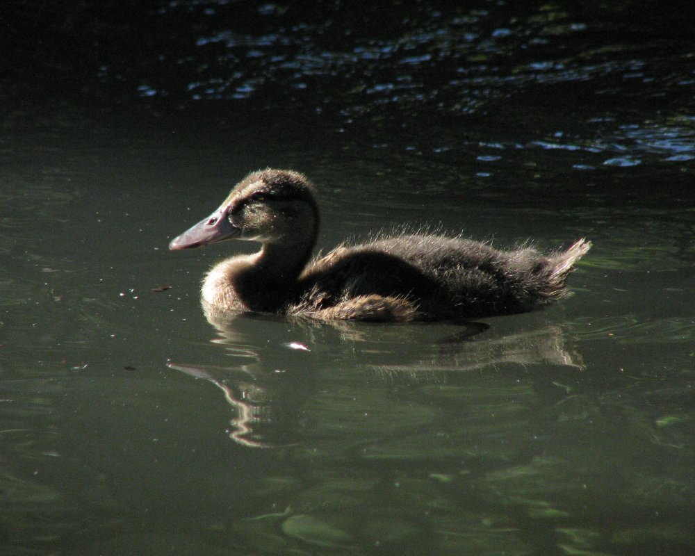 IMG_2717_Duckling_Crop.thumb.jpg.410ca04bc30fb40e5feeb2e28444d71b.jpg