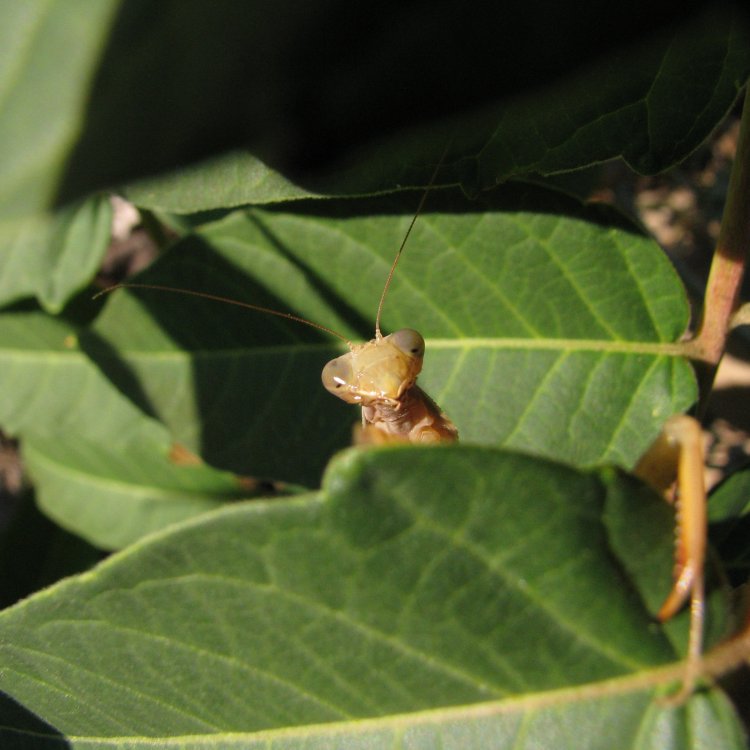 IMG_3611_EU_Mantis_Crop.thumb.jpg.1b7acb9d1b670a64d8b8ac1890e03a93.jpg