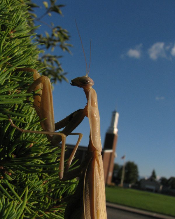 IMG_3639_EU_Mantis_Crop.thumb.jpg.88f6aafee939f69b4b536b38abf53695.jpg
