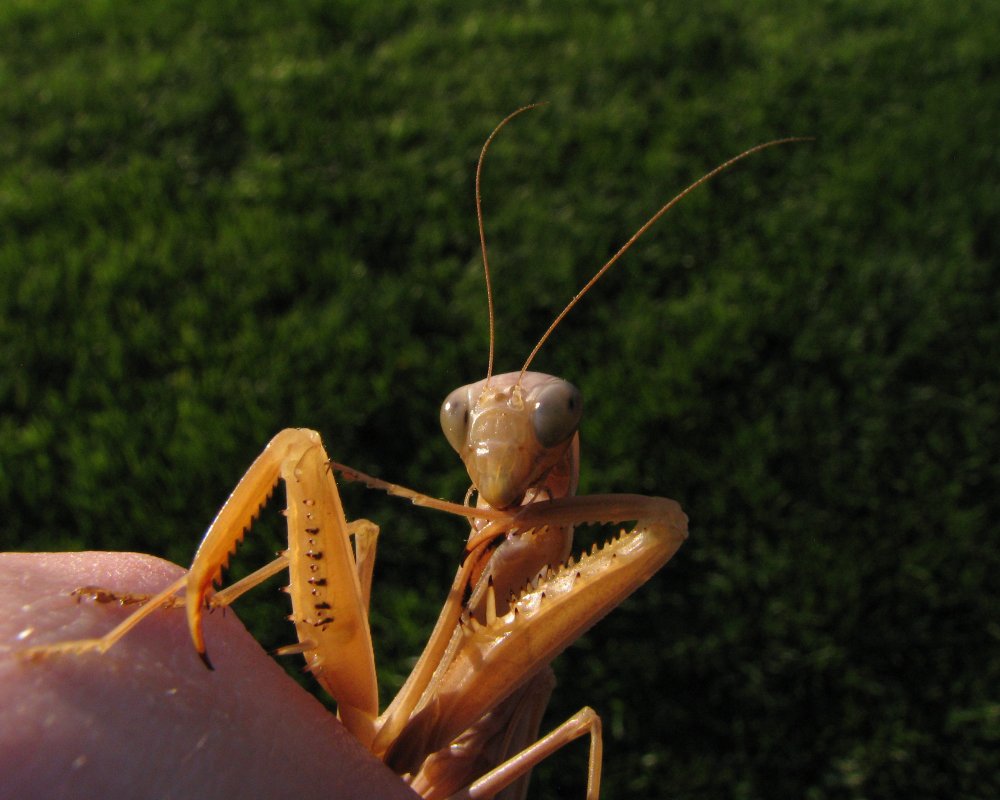 IMG_3726_EU_Mantis_Crop.thumb.jpg.7d6dea49003e901c887893c6fcd4e221.jpg