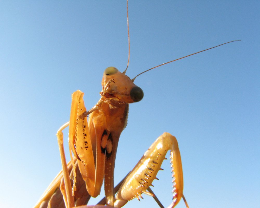 IMG_3762_EU_Mantis_Crop.thumb.jpg.bf49e23fbafa3413bd24b354954fbc8c.jpg