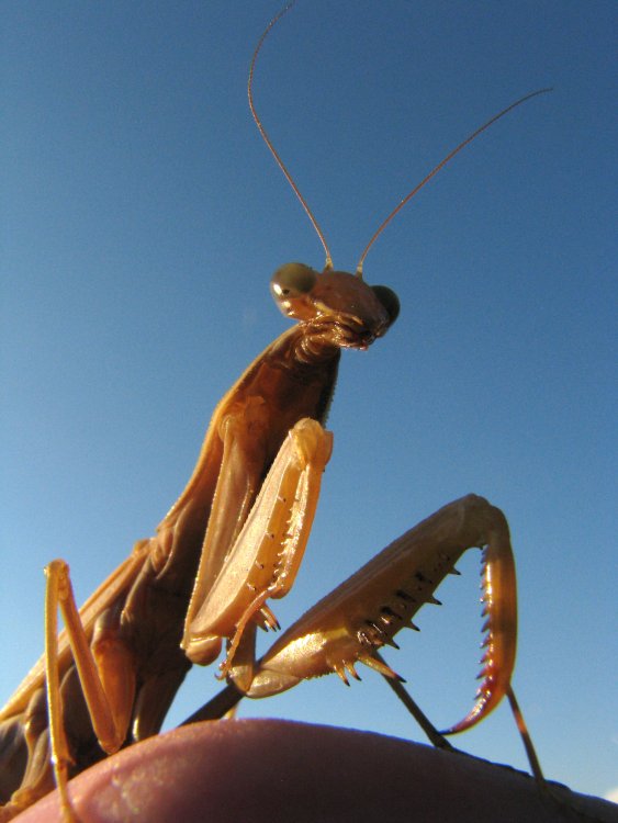 IMG_3768_EU_Mantis_Lighten.thumb.jpg.a6fb8a1fa5180ba1395143920f27f0dc.jpg