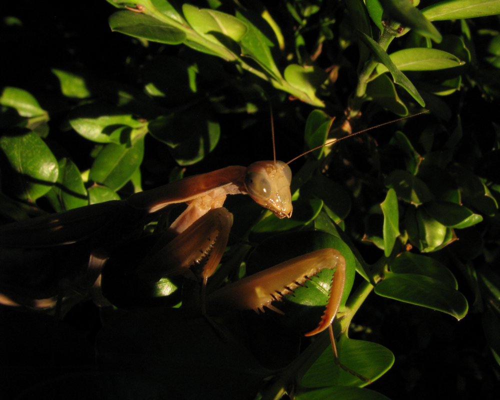 IMG_3782_EU_Mantis_Crop.thumb.jpg.27274f1fd71be78b1293796eb9eaceb3.jpg