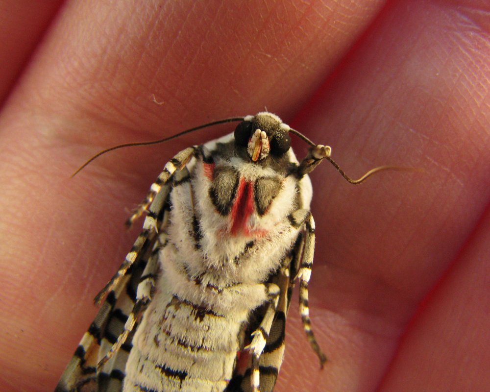 IMG_3797_Painted_Tiger_Crop.thumb.jpg.f5a80cb9bd308887d41fa4f5b7d3bef9.jpg