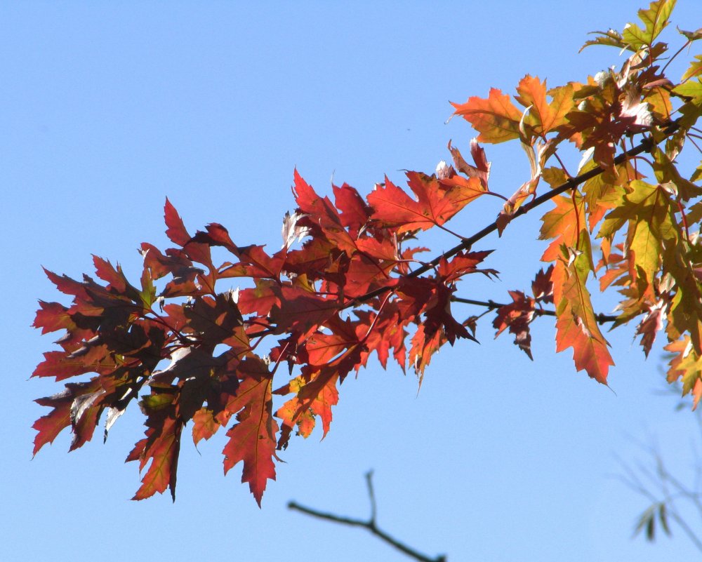 59d9d4e542168_IMG_3946_Leaves_Darken_Crop.thumb.jpg.72fbfb736bf852726515d9a19c7bf06b.jpg