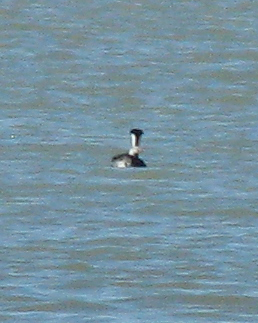 59e3f102ce582_IMG_4199ClarksGrebeSupercrop.jpg.c69aac870cb4b191307f39785caeec8c.jpg