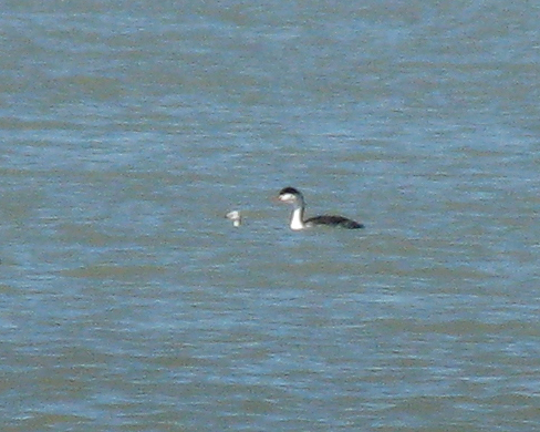 59e3f10c405ae_IMG_4221ClarksGrebeSupercrop.jpg.07142b3219529fe8d4220f6f43731a53.jpg