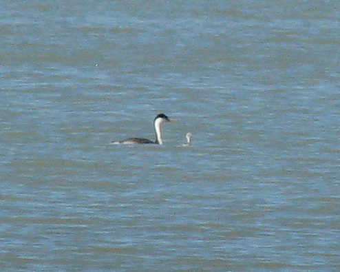 59e3f10d5dbe7_IMG_4226ClarksGrebeSupercrop.jpg.5646ed6ffc1eb832d3302b6446a5be0e.jpg