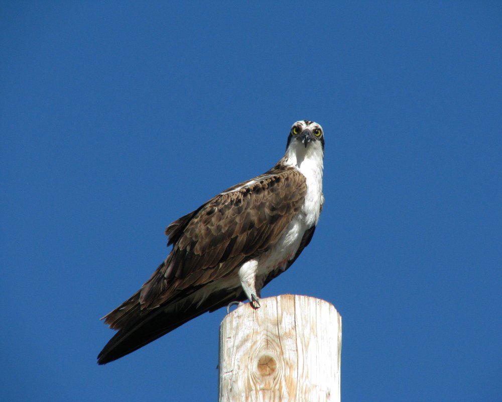 59e3f2dcb83f5_IMG_4257_Osprey_Crop_Darken.thumb.jpg.58092b0d28483c2e3921bf7ee6d9133a.jpg