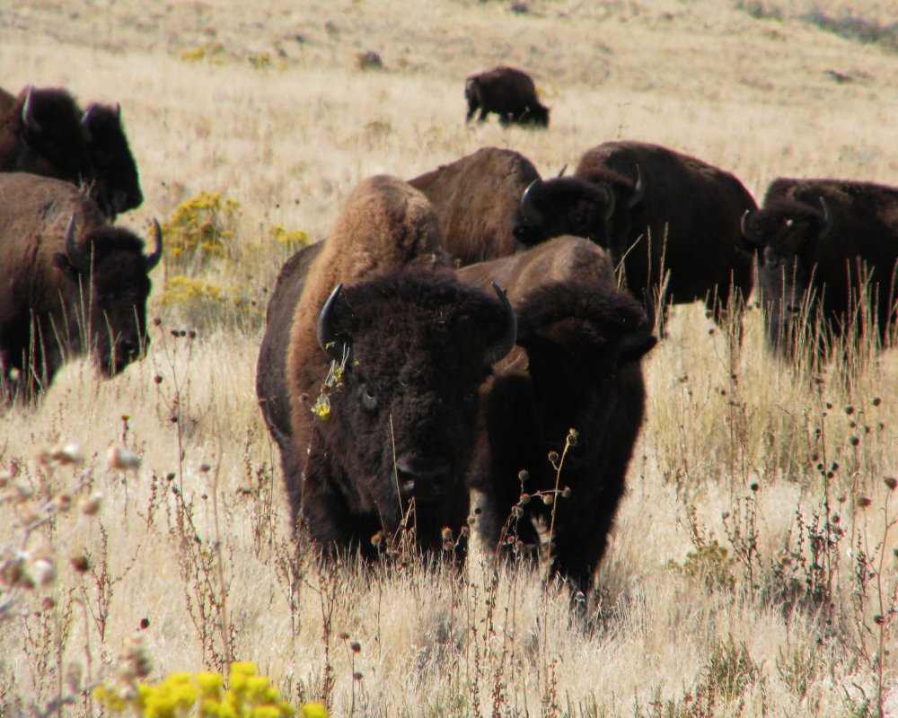 59ed1e8d86f2a_IMG_4849_Bison_Darken_Crop.thumb.jpg.cc96d4fd917d9ce4ad61d469d18242e3.jpg