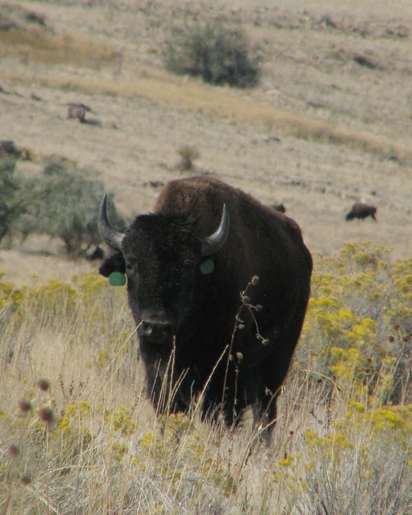 59ed1e973b2aa_IMG_4857_Bison_Lighten_Crop.thumb.jpg.d45faea66ef8aff8986e99847612302a.jpg