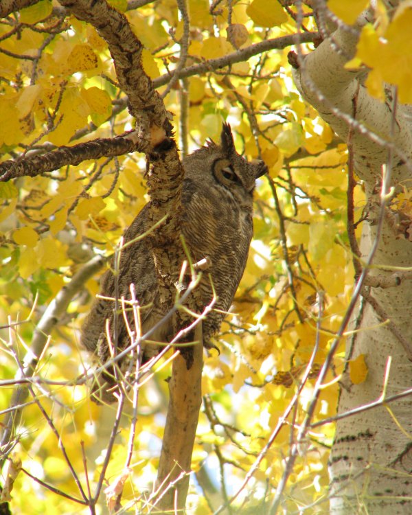 59f40de18e2a5_IMG_5022_GHO_Crop_Darken.thumb.jpg.8cf34bcba033891918e7a00a89fc093e.jpg