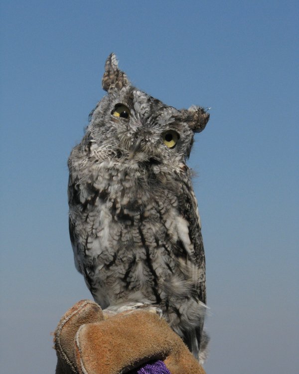 IMG_2996_Artemis_Crop.thumb.jpg.10a70859449fec5579e3a3bc83495e94.jpg