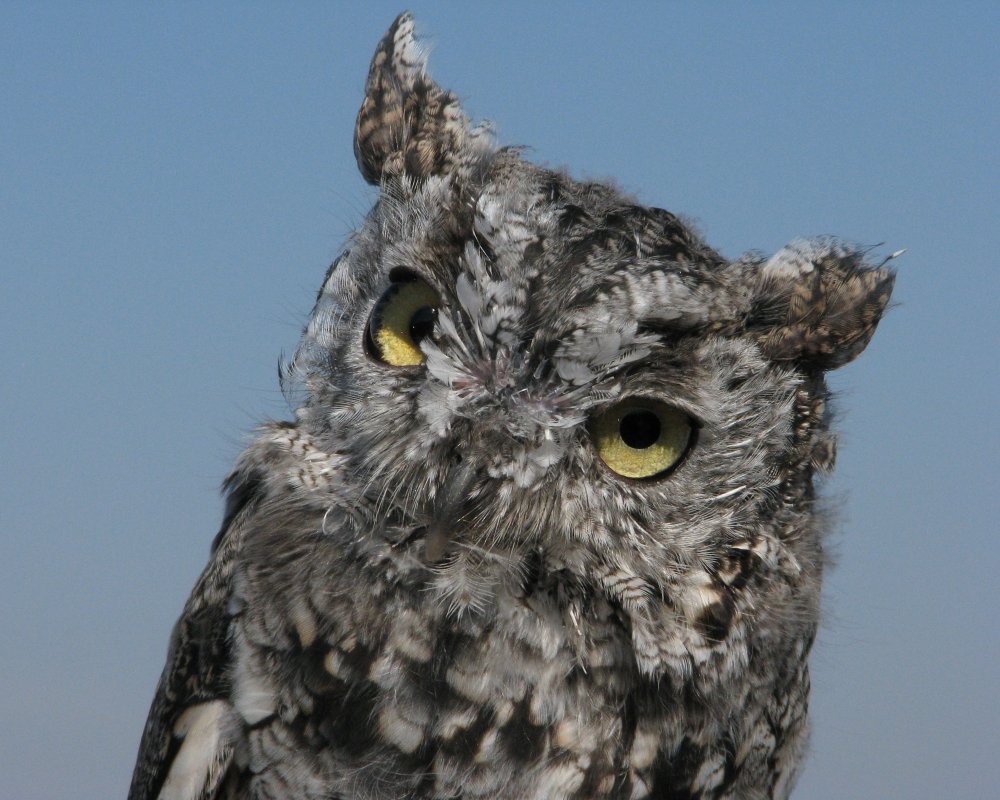 IMG_3006_Artemis_Crop.thumb.jpg.8ef5966f355c8459eef29ed548542a75.jpg