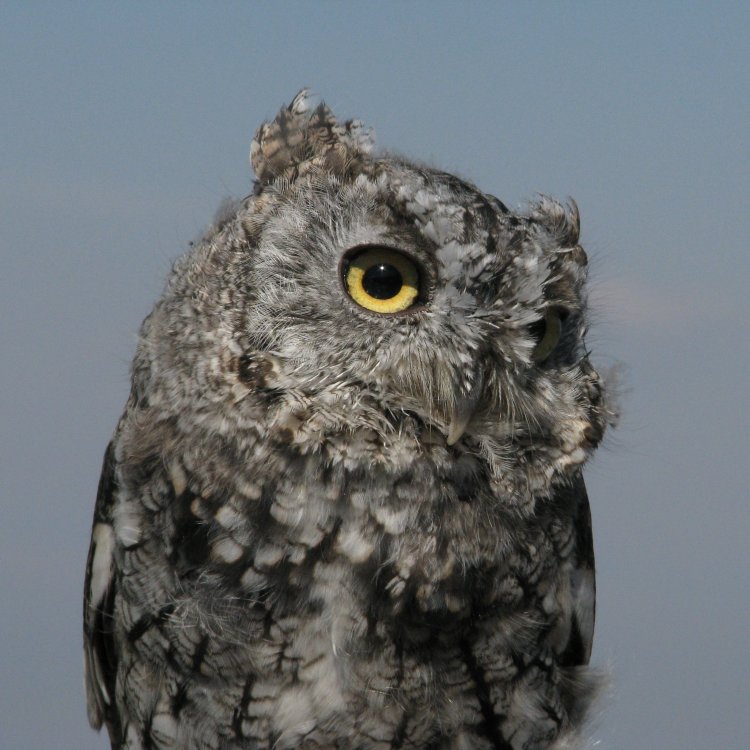 IMG_3106_Artemis_Crop.thumb.jpg.fc5eaa782409c77d247189b33bcc09c0.jpg
