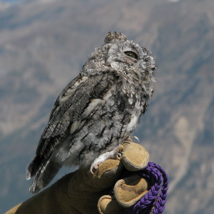 IMG_3253_Artemis_Crop.thumb.jpg.b403b74dc49d9ef4fa61e4aac6aa8fa0.jpg