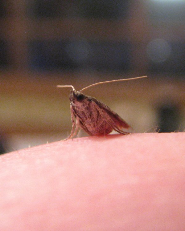 IMG_3833_Micromoth_Crop.thumb.jpg.05774eae898d17058fd07c12a8eec249.jpg